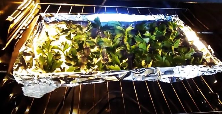 Can you dry basil in the oven